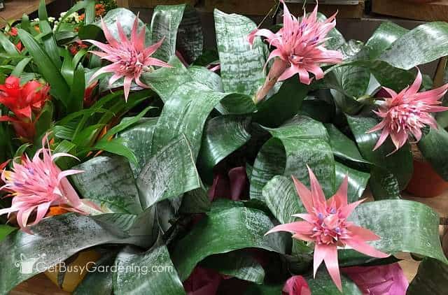 Several bromeliads with pink bracts.