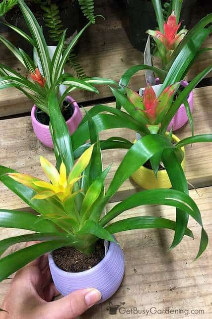 Miniature bromeliads in colorful pots.