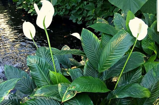 A healthy peace lily plant with gorgeous white flowers