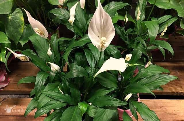 A peace lily plant growing indoors
