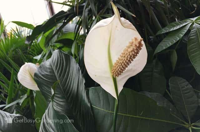 A large peace lily flower