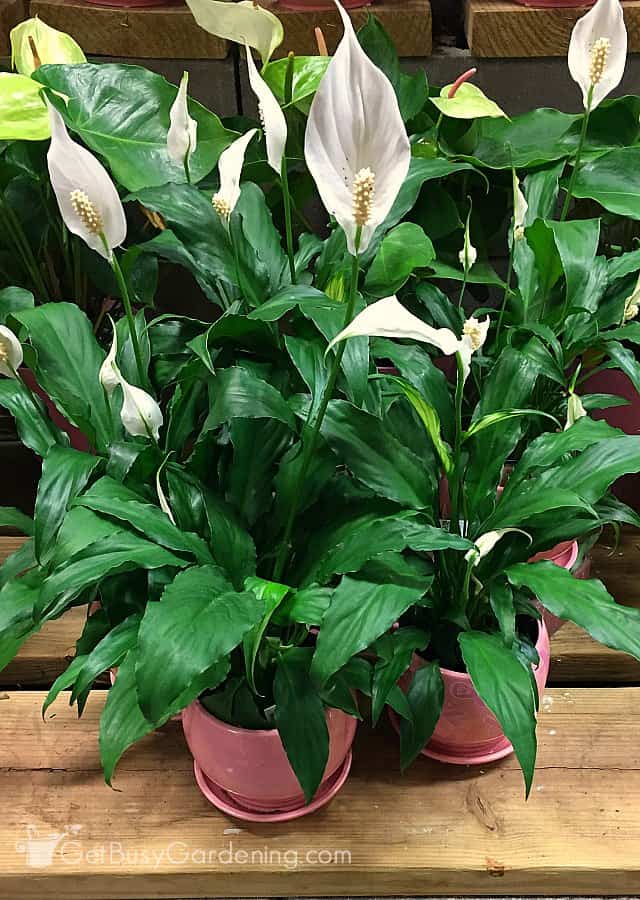 Small peace lily plants blooming indoors