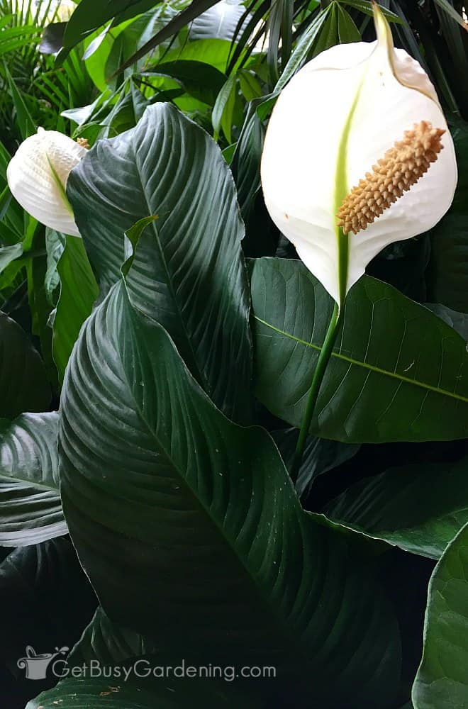 A large peace lily plant flowering