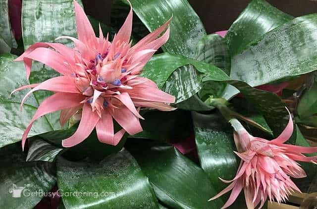 Pink Aechmea bromeliad plant flowering.