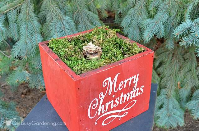 Potted Christmas amaryllis gift box Potted Christmas amaryllis gift box