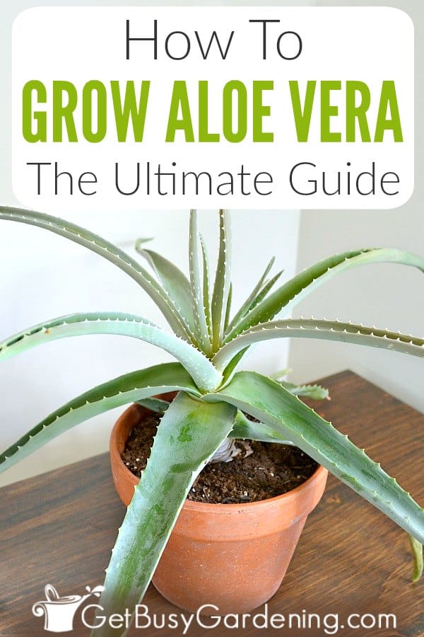 How To Grow Aloe Vera: The Ultimate Guide