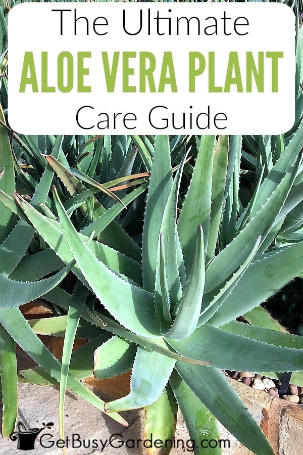 The Ultimate Aloe Vera Plant Care Guide