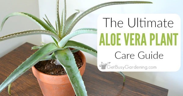 Aloe Vera Plant Care The Ultimate Guide For How To Grow Aloe Vera
