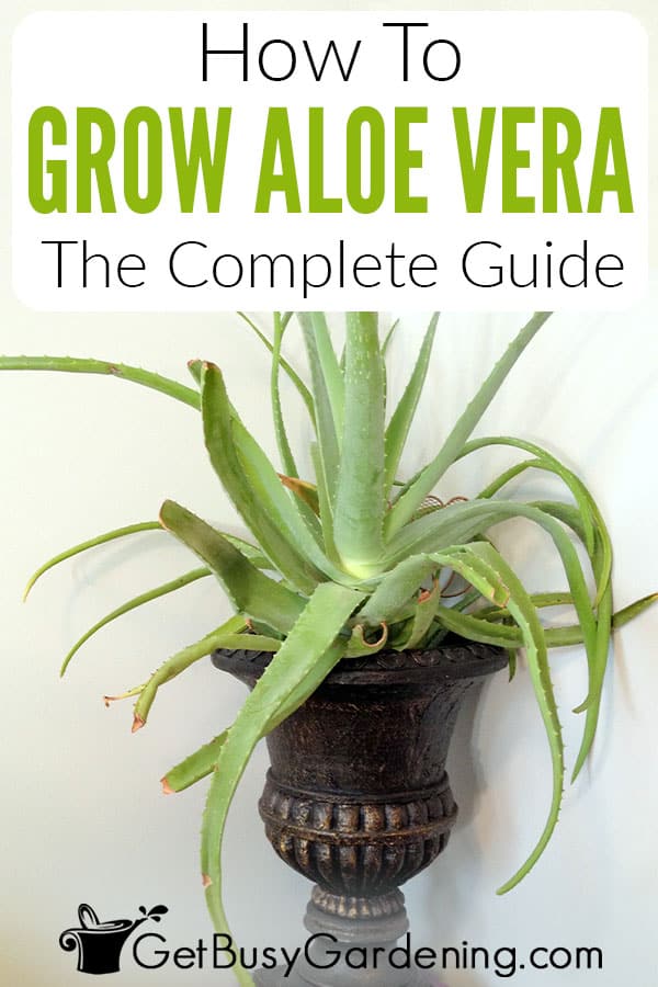 How To Grow Aloe Vera The Complete Guide