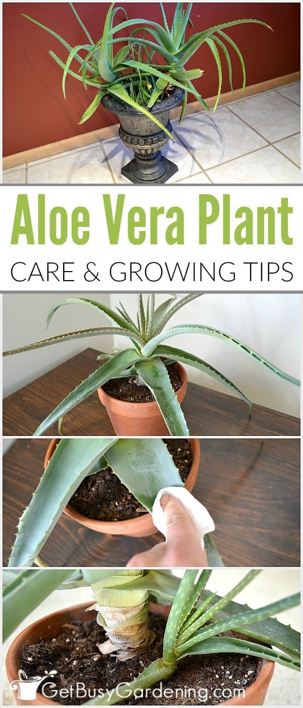 Aloe Vera Plant Care The Ultimate Guide For How To Grow Aloe Vera