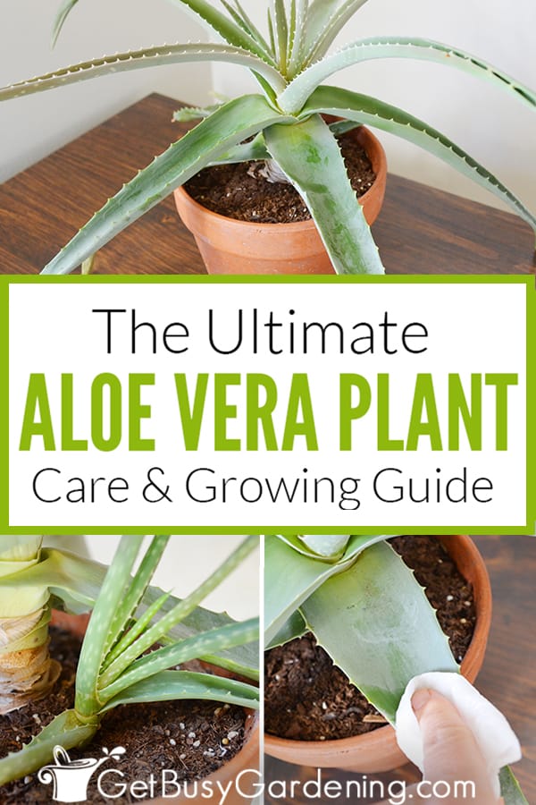 The Ultimate Aloe Vera Plant Care & Growing Guide