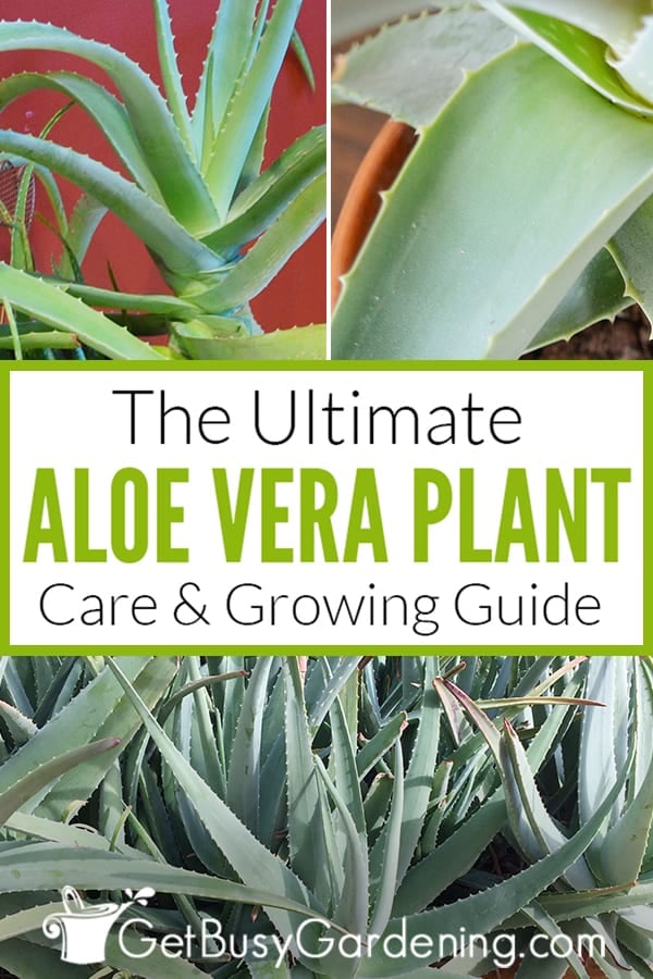 The Ultimate Aloe Vera Plant Care & Growing Guide