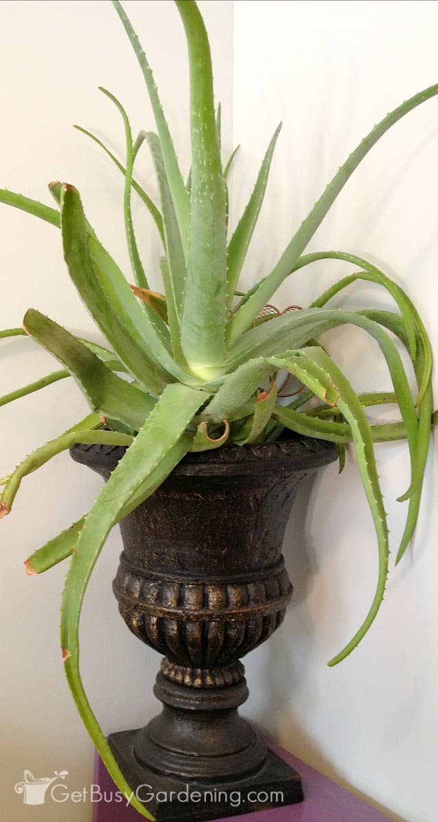 Huge aloe vera in an urn planter