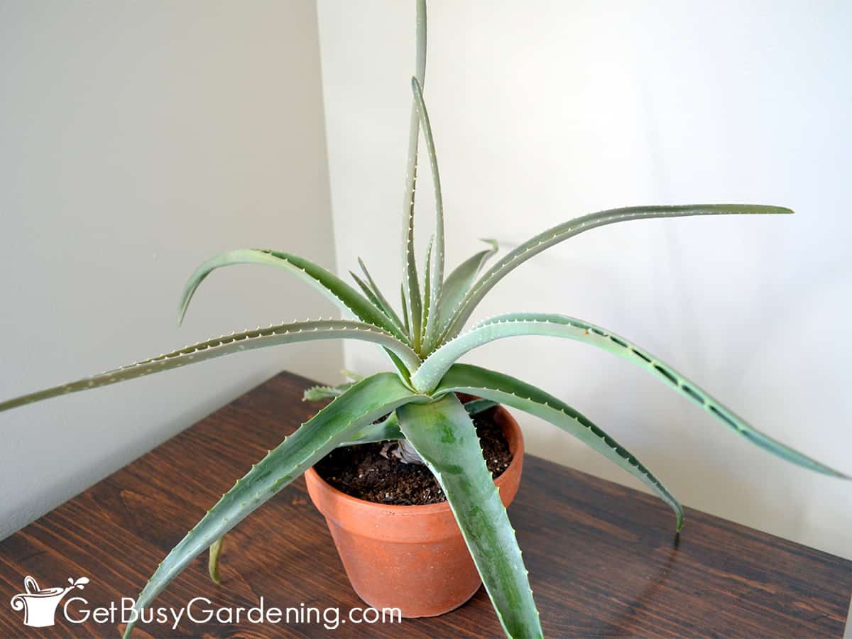 Small aloe vera plant in a terracotta pot