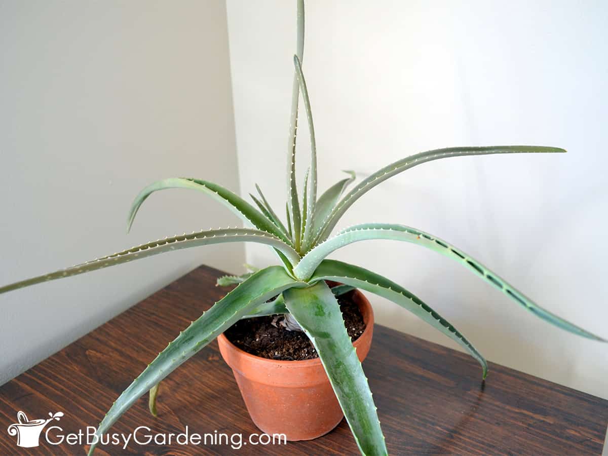 Aloe Vera Plant Care Complete Growing Guide Get Busy Gardening