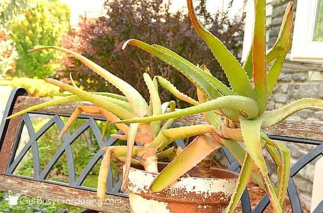 Aloe Vera Pflanze draußen für den Sommer