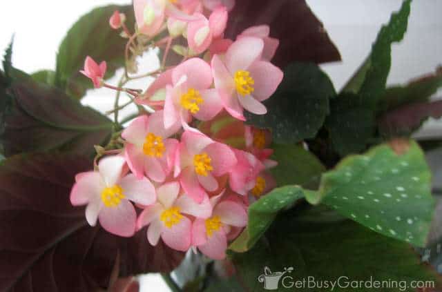 Angel wing begonia flower