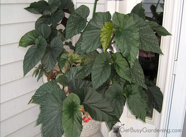 Angel wing begonias