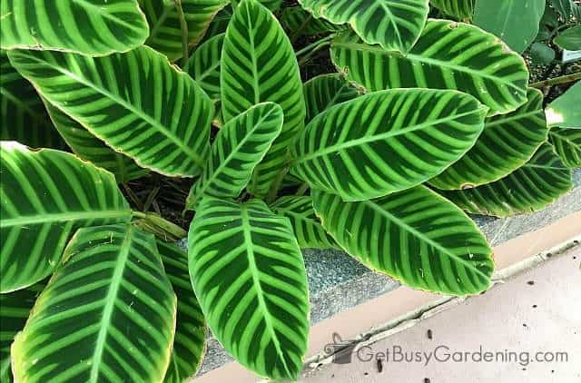 A lush tropical plant with striped leaves