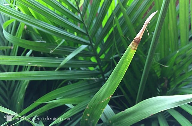 Brown tips on an indoor palm plant