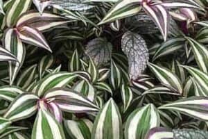 Purple and silver variegated wandering jew (Tradescantia zebrina)