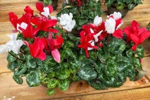 Cyclamen plants with red and white flowers