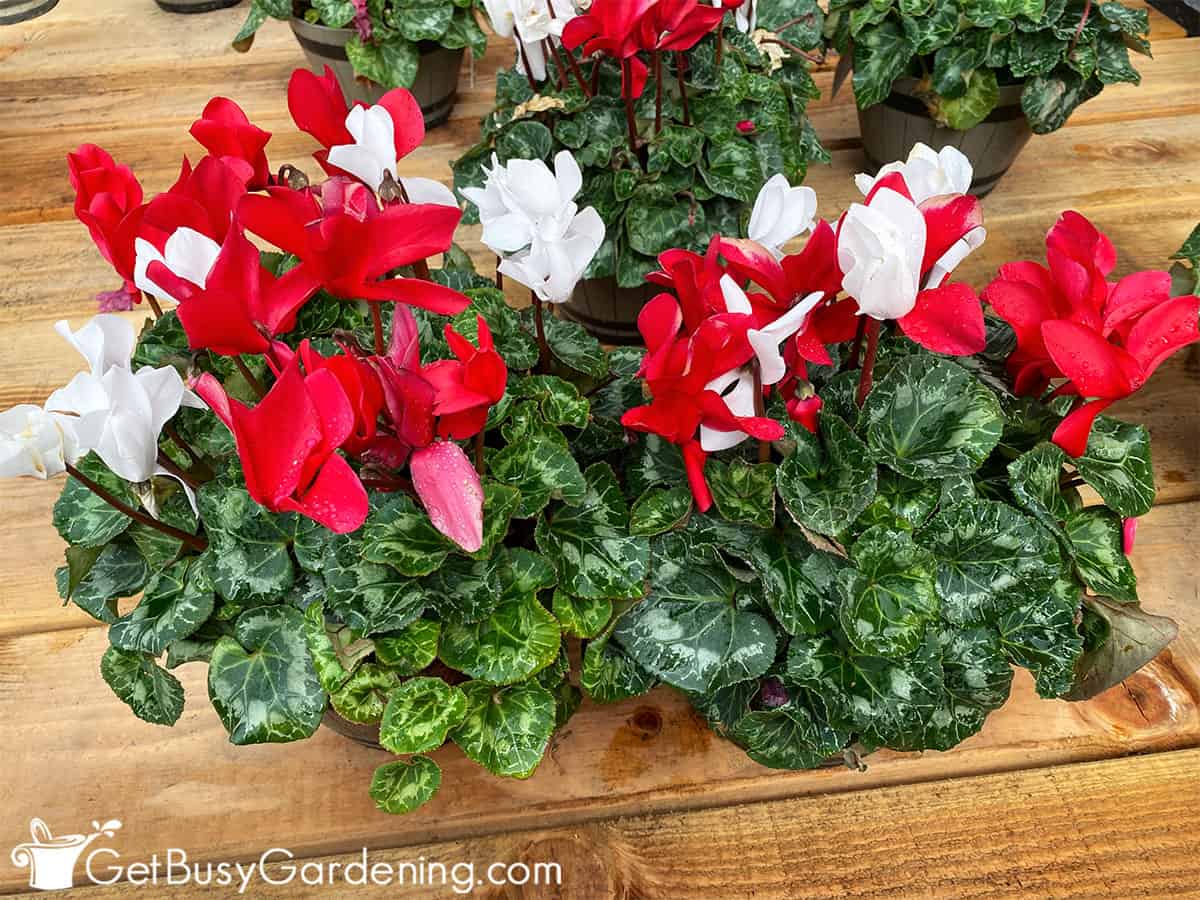 Cyclamen plants with red and white flowers