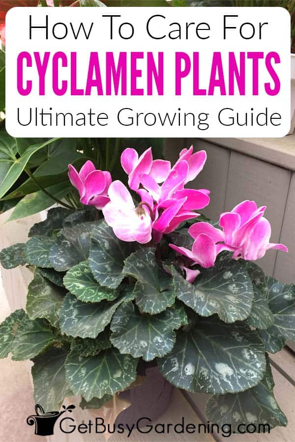 How To Care For Cyclamen Plants (Ultimate Growing Guide)