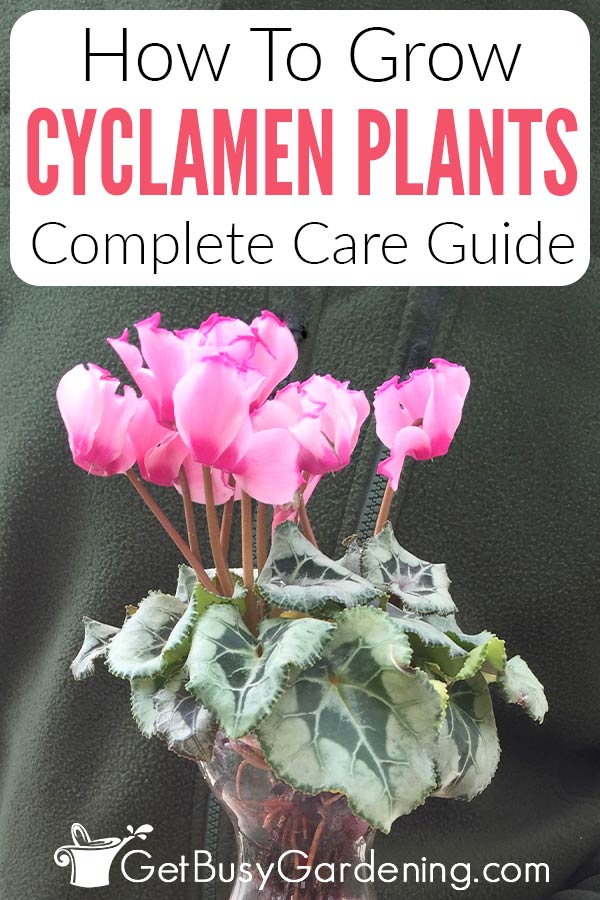 How To Grow Cyclamen Plants Complete Care Guide