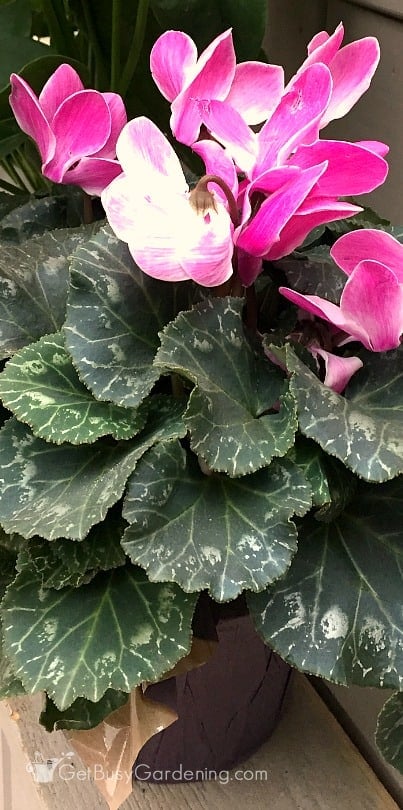 Cyclamen are popular holiday gift plants that most people end up throwing out! Keep them growing and blooming for years with these cyclamen plant care tips.