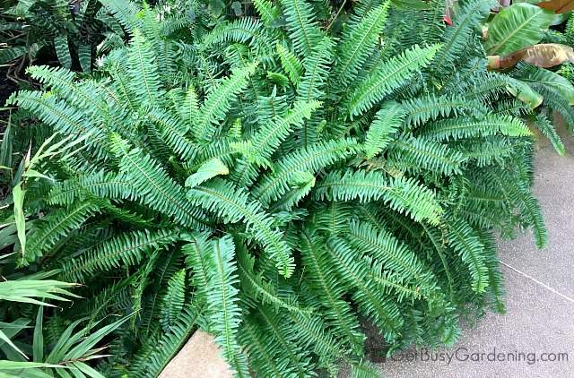 Tropical ferns growing indoors