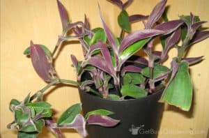 Wandering Jew Plant Care & Complete Growing Guide - Get Busy Gardening