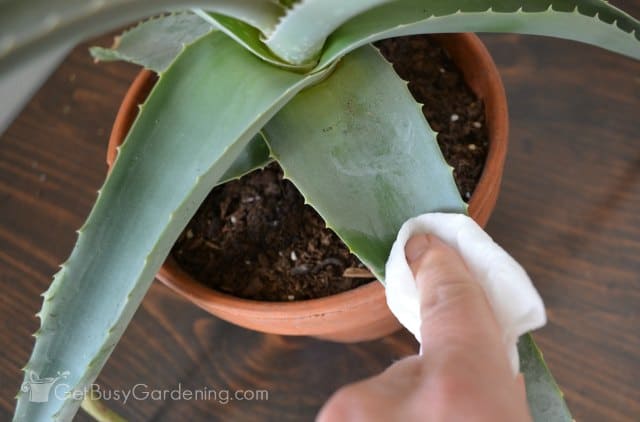Aloe Vera Plant Care The Ultimate Guide For How To Grow Aloe Vera 2027