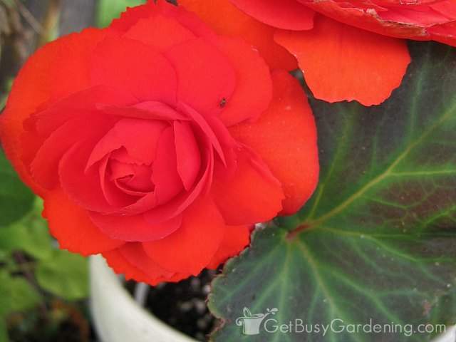 Gorgeous red begonia flowers