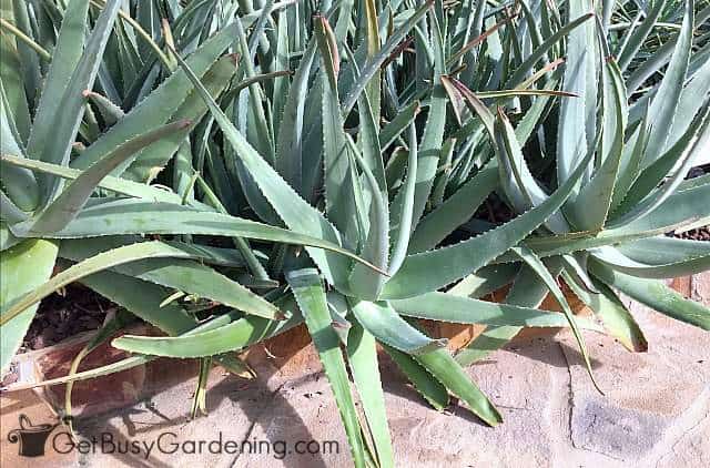 Aloe vera plants growing outdoors