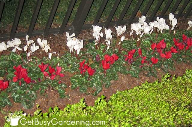 Growing cyclamen outdoors