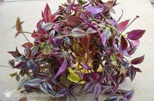 Wandering Jew Plant Care & Complete Growing Guide - Get Busy Gardening