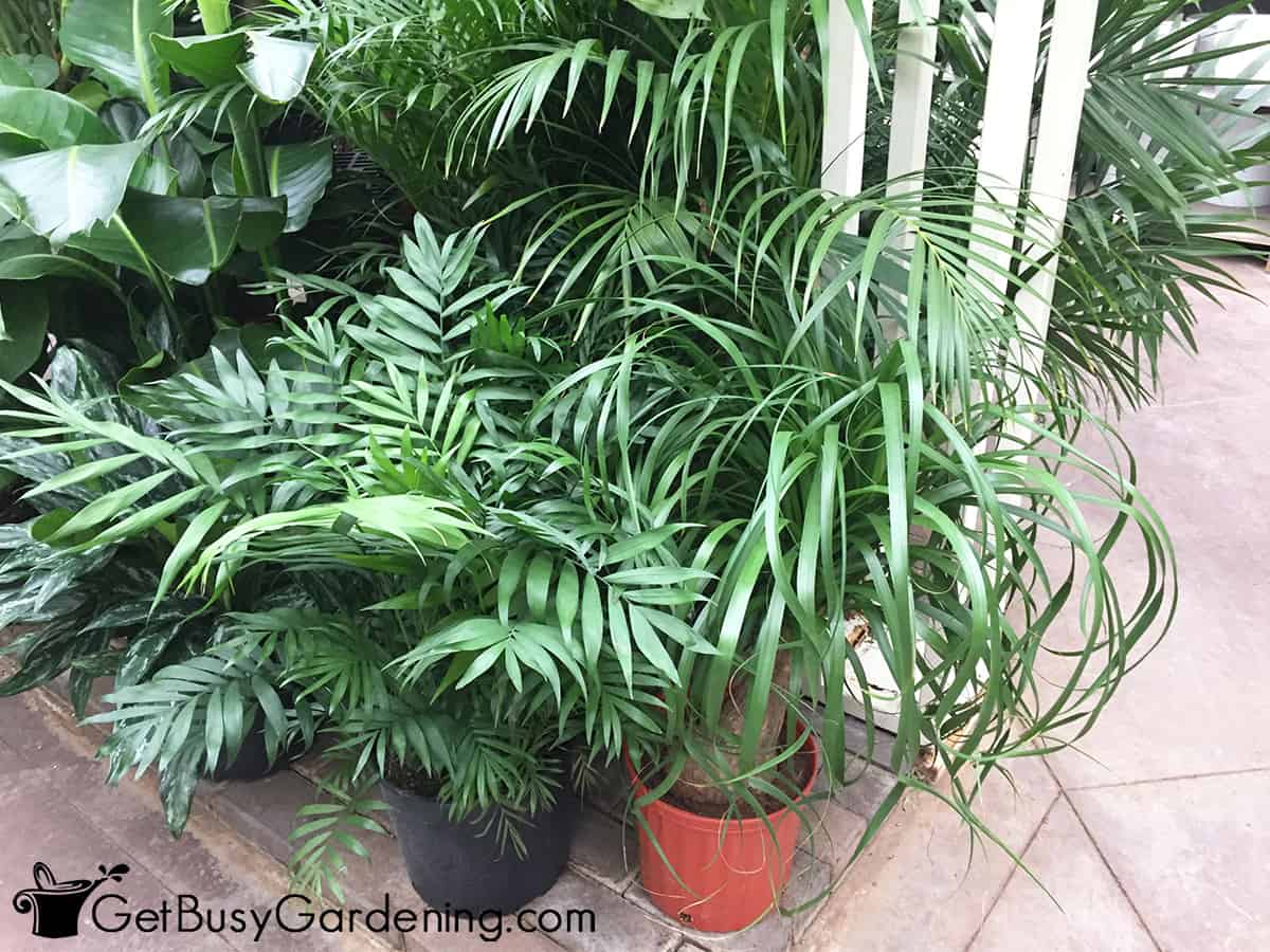 Palm plants growing indoors