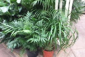Palm plants growing indoors
