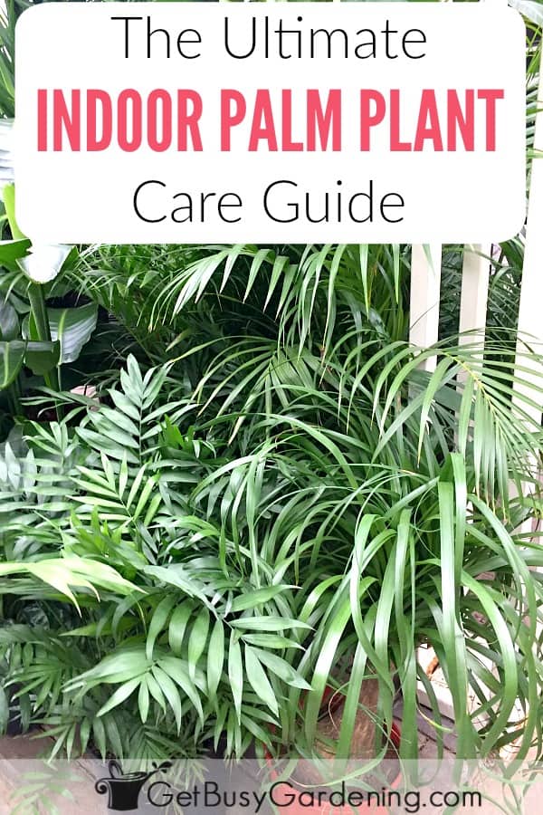 The Ultimate Indoor Palm Plant Care Guide
