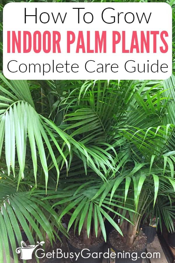 How To Grow Indoor Palm Plants Complete Care Guide