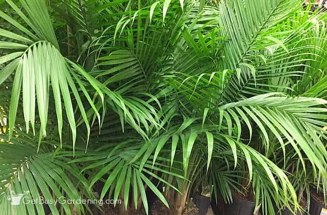 How To Care For Palm Trees Indoors The Ultimate Palm Plant Care Guide