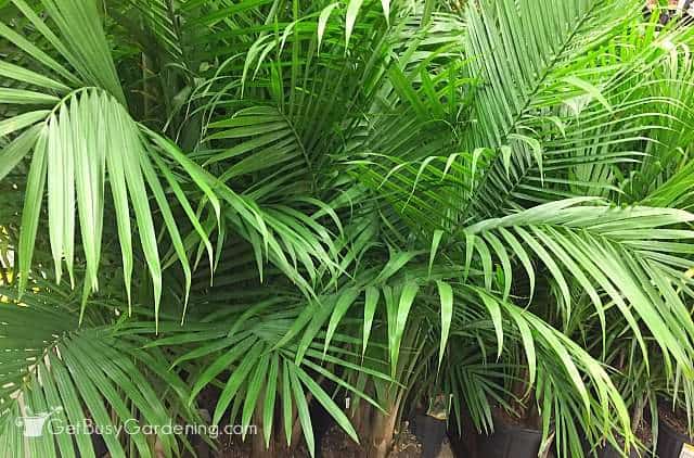 Lovely indoor palm trees