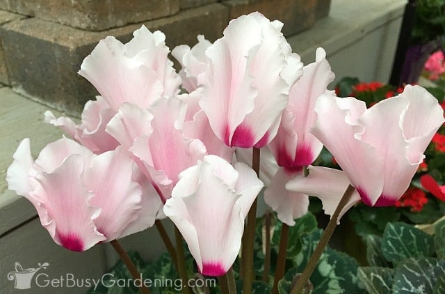Light pink cyclamen plant flowers