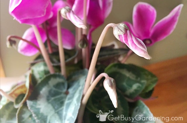 New cyclamen flower buds starting to open