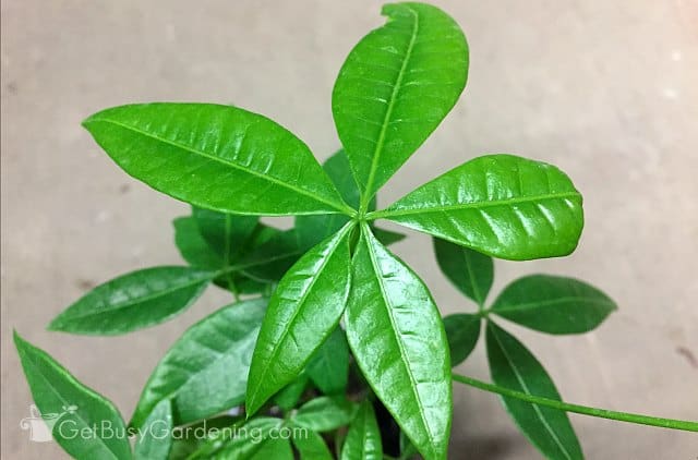 New growth after pruning money tree plant