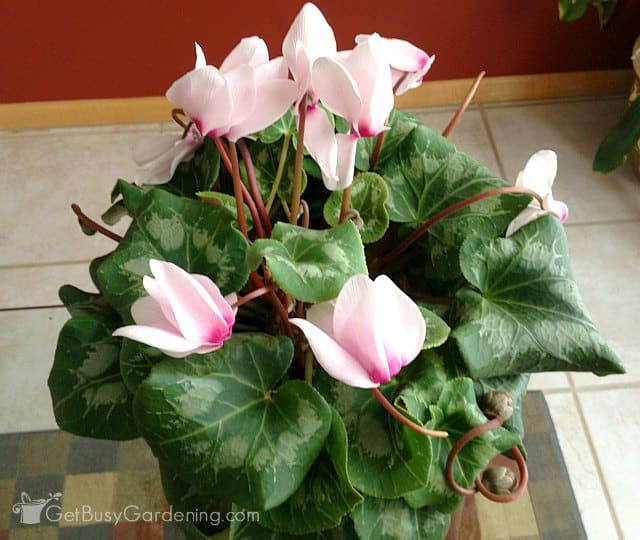 Potted cyclamen indoor houseplant