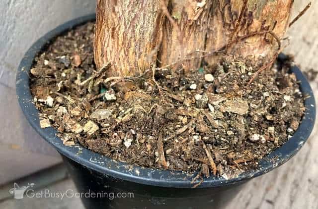 Potting soil for money tree plant