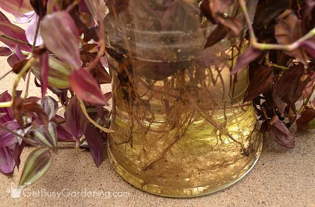 Wandering dude cuttings rooted in a vase of water