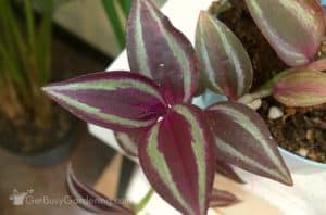 wandering jew poisonous to babies